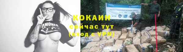 индика Богданович