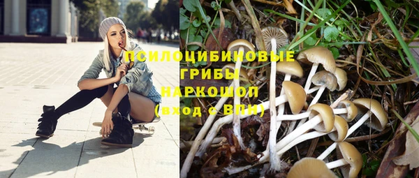 индика Богданович